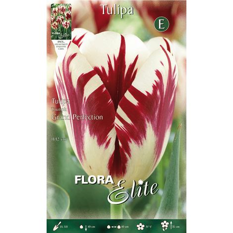 TULIPANO TRIUMPH GRAND PERFECTION (CONFEZIONE DA 7 BULBI)
