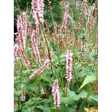 Persicaire, Renouée 'Rosea' Godet de 8/9 cm (1/3)