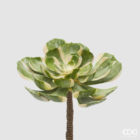 EDG Aeonium Sunburst Ø 23 Succulenta