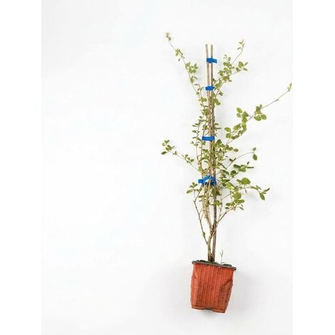 3 piante di Lycium barbarum "Bacche di Goji" pianta vaso 9x9 cm canna 80 cm (1/5)