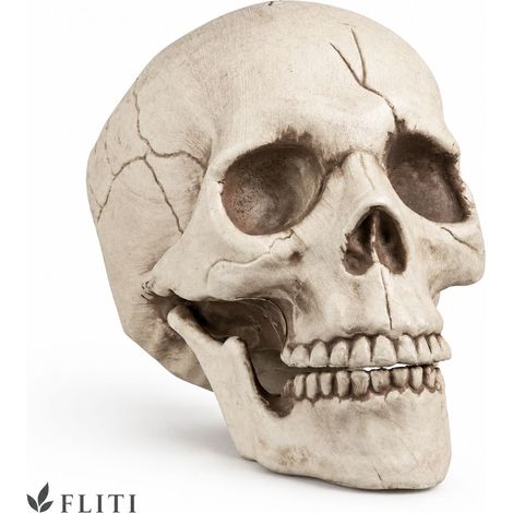 FLITI Boland Decorative Skull with Movable Jaw, 16x14x21cm, Halloween (1/5)