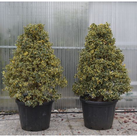 Agrifoglio variegato "Ilex aquifolium Argentea Marginata" pungitopo esemplare a cono in mastello ø60 cm h. 100/120 cm