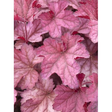 Heuchère 'Indian Summer Cranberry' Godet de 8/9 cm (1/2)