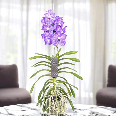 Gardenaria Vanda 'Light Blue' - Pianta da interno ornamentale - Altezza: 80 cm (vaso 15) (1/5)