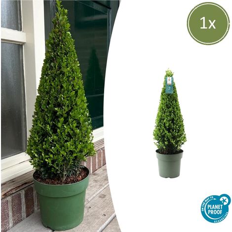 Ilex crenata Pyramide - Houx Japonais Persistant - Alternative au Buis - Hauteur 55 cm Ø 21 cm - PANGIVO (1/5)