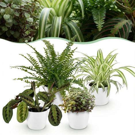 Mix de 4 Plantes d'Intérieur Amicales pour Animaux avec Pots Blancs Ø 12 cm Hauteur 25 cm - PANGIVO