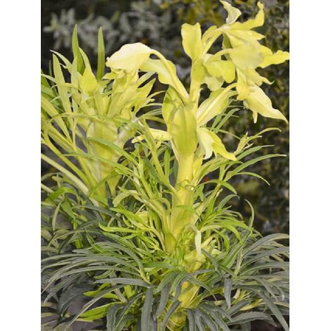Hellébore fétide 'Yellow' Pot de 1,5L/2L (1/2)