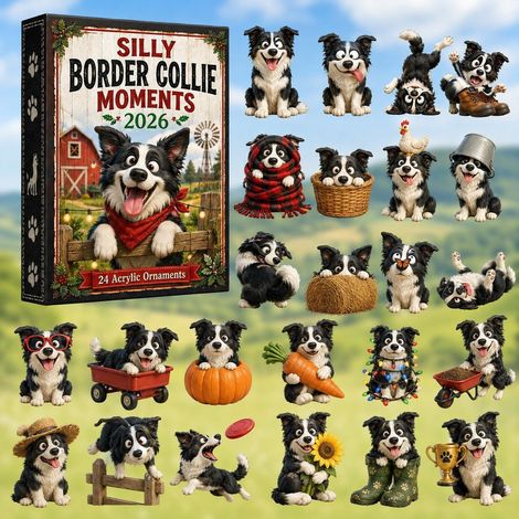 Border Collie lustig Adventskalender 2026 2D Überraschungsbox