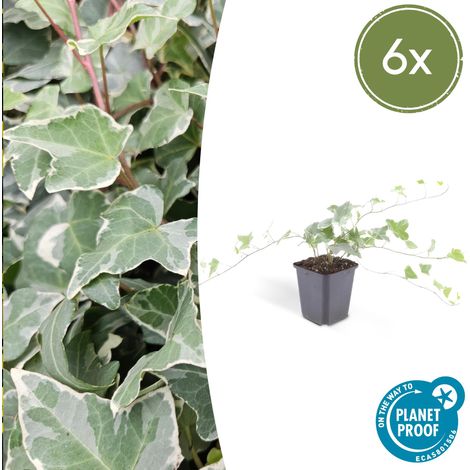 Lot de 6 Lierres Hedera helix 'Glacier' Plante Grimpante et Couvre-sol 10-25 cm Pot Ø9 cm - PANGIVO (1/5)