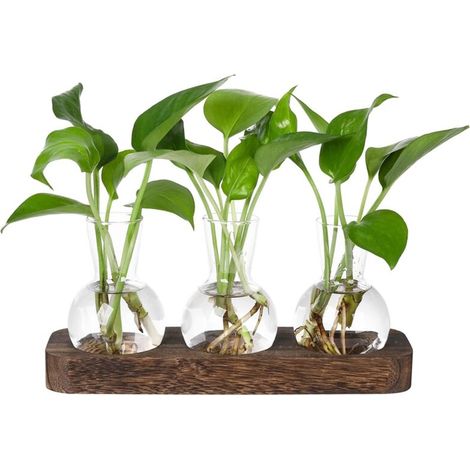 Stations de propagation de plantes Station de vase en verre Terrarium de plantes rétro avec plateau en bois Décoration de bureau à domicile