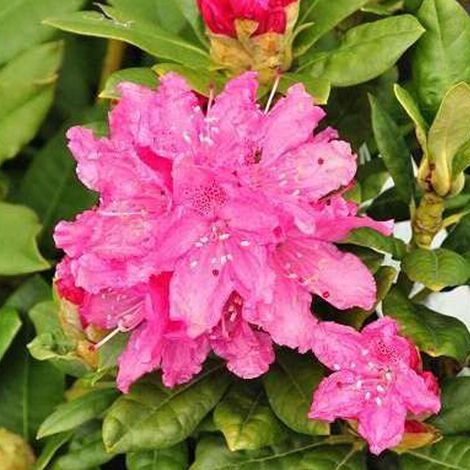 Rhododendron 'Rocket' - 40-50 cm pot (1/4)