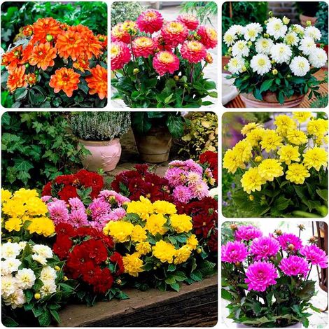 Dahlia nain - Bulbes à fleurs - 5 pièces - Multicolores - Tubercules pour le jardin (1/5)