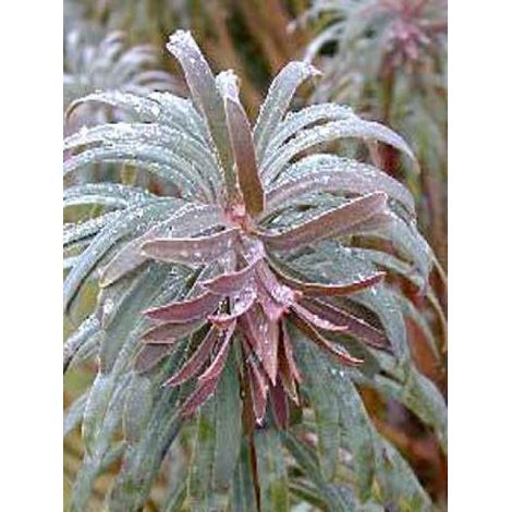 Euphorbe des vallons 'Purple And Gold' Godet de 8/9 cm