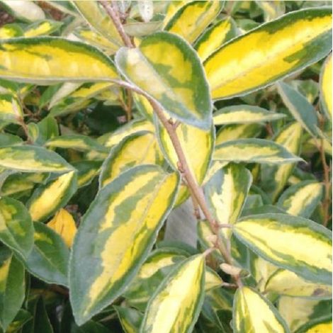 Chalef - Elaeagnus ebbingei 'Limelight' - 30-40 cm pot