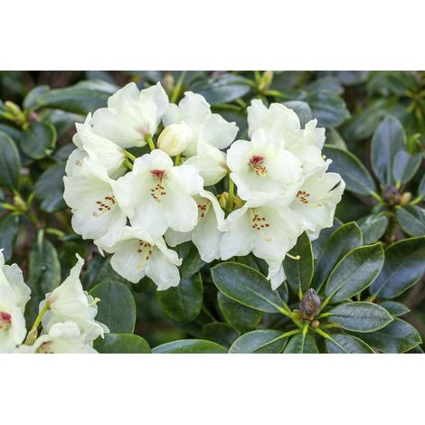 Yaku-Rhododendron 'Flava' Rhododendron yak.'Flava' C 3 25- 30 (1/5)
