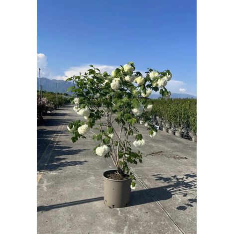 Gardenaria Viburno - Viburnum opulus 'Roseum' - Arbusto ornamentale da giardino - Altezza: 50/70 cm (vaso19) (1/5)