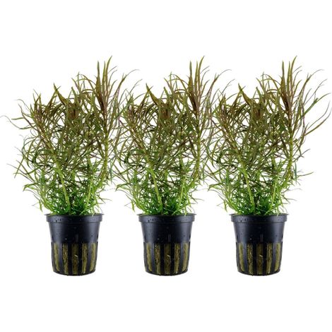 Aquarium Pflanze 3 Stück Pogostemon stellatus Wasserpflanze Topf Nr.053G Set