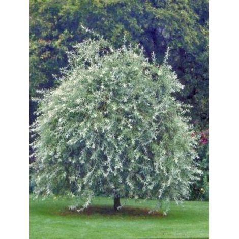 Poirier à feuilles de saule pleureur Pot de 12L/15L (1/5)