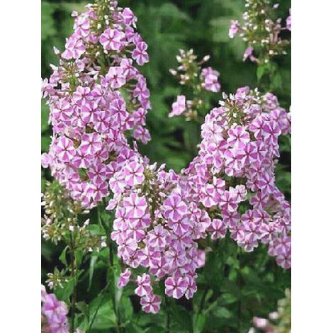 Phlox maculé 'Natasha' Godet de 8/9 cm (1/4)