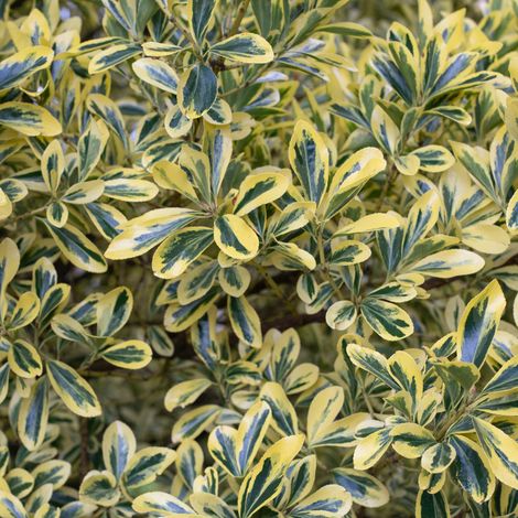 Fusain du Japon aureomarginatus - Euonymus japonicus aureomarginatus 30cm
