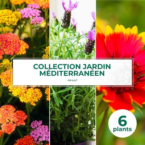 Collection de 6 vivaces pour jardin méditerranéen (1/2)