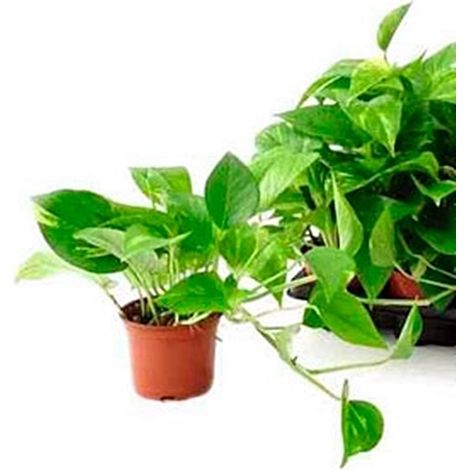 Planta Natural Potho Colgante en Maceta M10