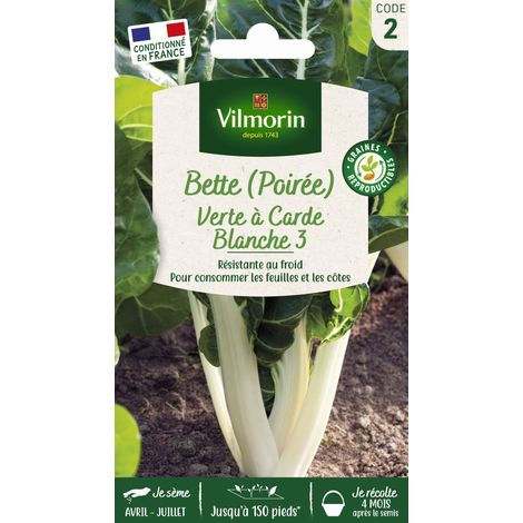 Poirée Verte à Carde Blanche 3 Vilmorin (1/2)