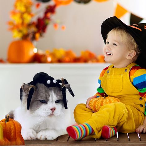 Halloween-Spinnen-Katzenspielzeug mit Beißstückchen aus Holzspänen, lustigen schwarzen Beinen, Katzenspielzeug, lustiges Haustiergeschenk (1/5)
