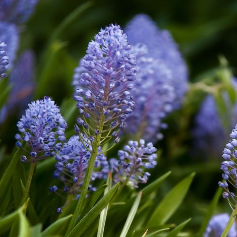 Céanothe impressus - Ceanothus impressus 40 cm Pot 3L (1/4)