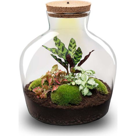 Terrarium Plante DIY avec Éclairage LED Écosystème Fermé Fat Joe Red Ø 29 x 30 cm - PANGIVO (1/5)