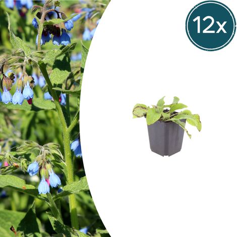 Lot de 12 Symphytum grandiflorum Wisley Blue Consoude Couvre-sol Fleurs Bleu Tendre Pot Ø 9 cm - PANGIVO (1/5)