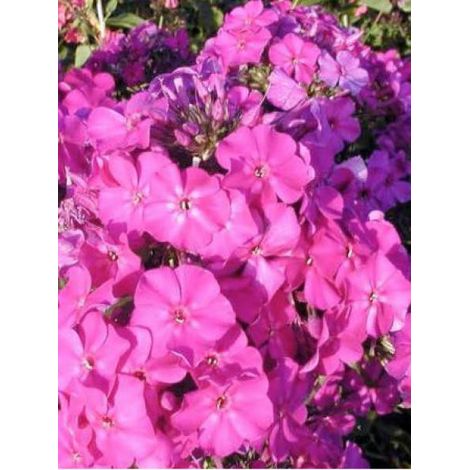 Phlox paniculé 'The King' Godet de 8/9 cm (1/2)