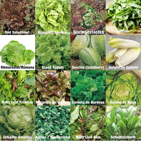 Set de graines de salades PRADEMIR - 16 variétés de salades - Graines 100% naturelles du Portugal - Variétés rares et anciennes à haut taux de germination. (1/5)