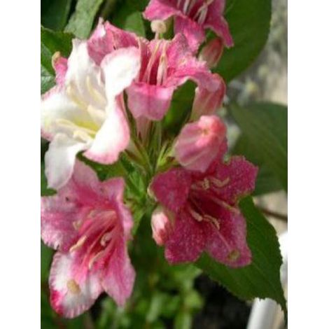 Weigela 'Carnaval'® Pot de 3L/4L (1/3)