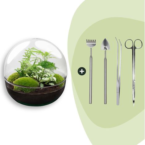 Terrarium DIY Dôme en Verre XL Ø 28 cm Kit Complet avec Plantes Vertes et Outils - PANGIVO (1/3)