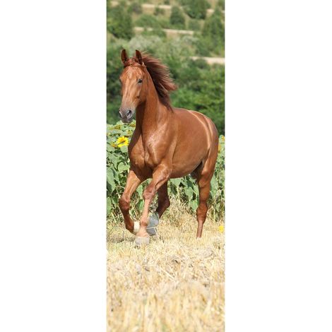 Papier peint panoramique cheval chambre enfant | Tapisserie panoramique animaux chambre enfant | Papier peint panoramique chambre fille - 280 x 100 cm (1 pièce) (1/2)