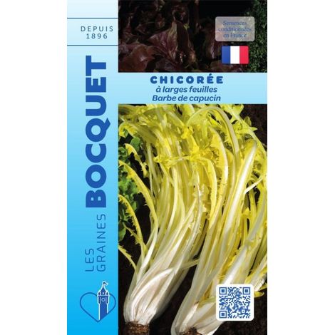 Chicorée à large feuille Barbe de capucin - 6g