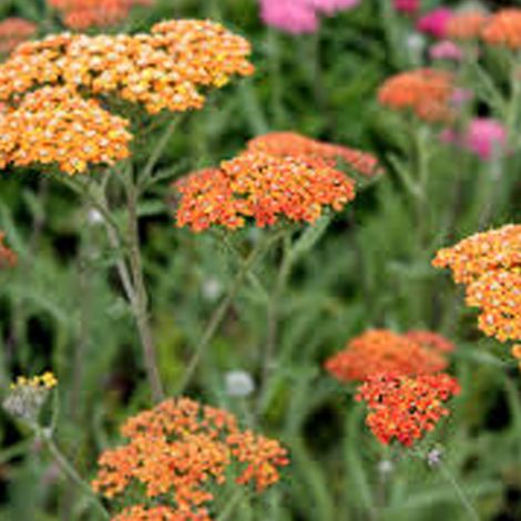 4 x Achillée  - Achillea 'Terra Cotta'  - godet 9x9 cm