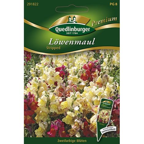Quedlinburger Saatgut – Muflier « Stripped » – Graines de fleurs, mélange bicolore rayé et ponctué, 40-50 cm