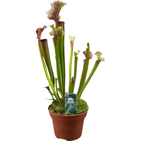 Sarracenia Judith Hindle - Plante Carnivore Facile d'Entretien - Pot Ø12 cm - Hauteur 30 cm - PANGIVO (1/4)