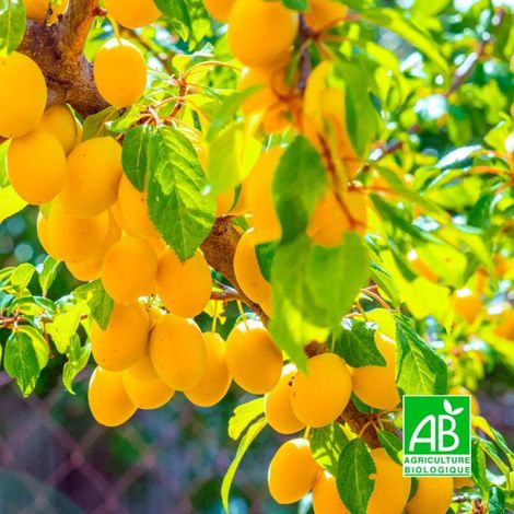 Pépinières Naudet – Prunier 'Sainte Catherine' BIO – Arbre fruitier rustique – Prunes jaunes sucrées et acidulées – Floraison blanche au printemps
