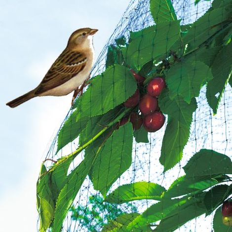EASYNET Vogelschutznetz NORTENE