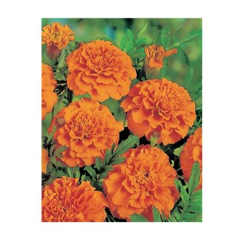 OEILLET D INDE HARVEST MOON - Plantes vivaces