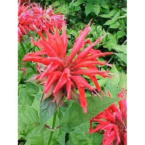 Monarde 'Gardenview Scarlet' Godet de 8/9 cm