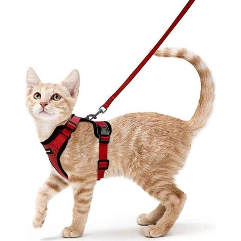 Harnais Chat Petit Chien Laisse Harnais Chaton Réglable Rouge XS Collier Harnai Chat Refléchissant Gilet Respirant pour Lapin, Chat Européen, Maine Coon, Persan, Attache Dessus avec Laisse-Ensoleillé