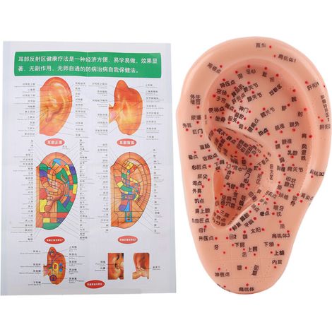 Modèle d'acupuncture de l'oreille avec points de pression pour massage auriculaire à domicile (1/5)