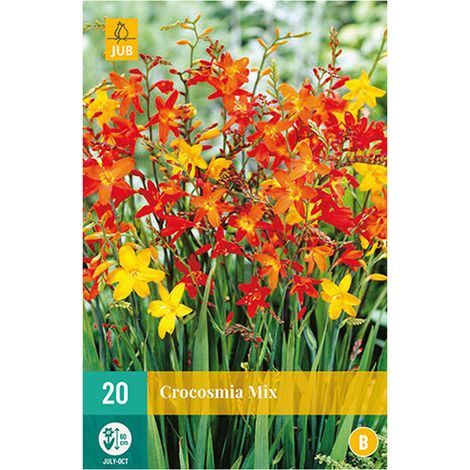 20 bulbes Crocosmia mix Multicolore
