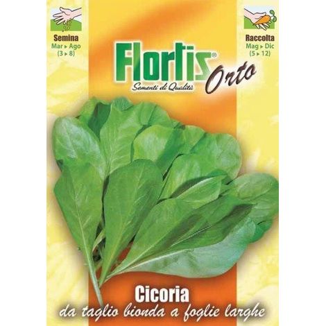 CICORIA BIONDA FOGLIE LARGHE