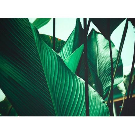 Papier peint panoramique idéal pour bureau Tapisserie panoramique tropicale pour chambre Papier peint panoramique motif feuille de bananier (1/4)