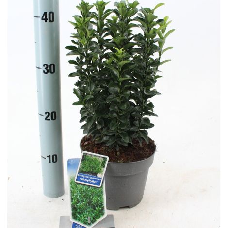 Evonimo "Euonymus japonicus" pianta da siepe sempreverde in vaso ø19 cm FOTO REALI - Select 1: Microphyllus